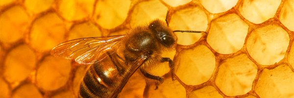 uthus2000 Profile Banner