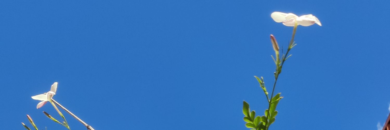 reallywhatamess's profile banner image