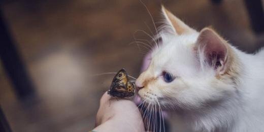 Birdy – Maybe banner