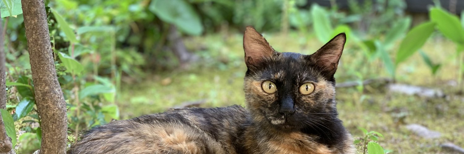 494949miske's profile banner image