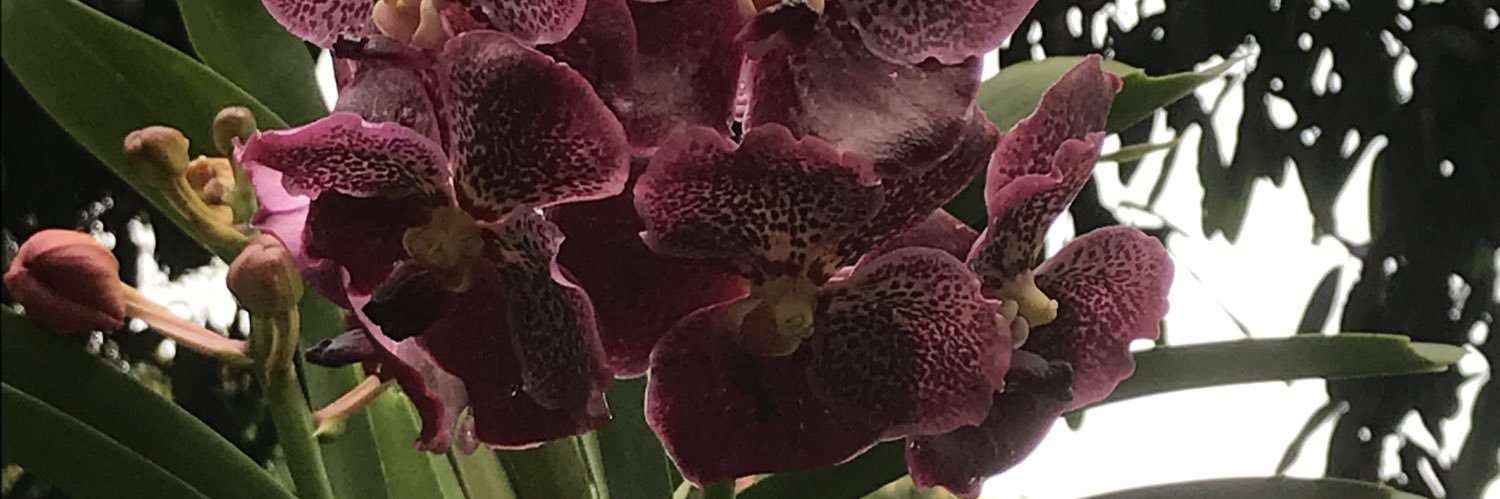 phoenix_marR's profile banner image