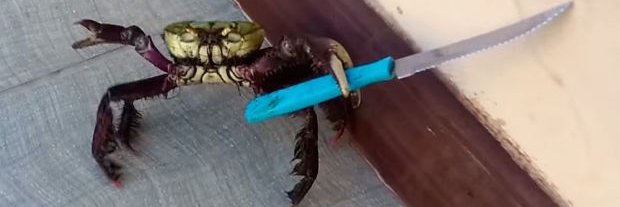 Rainforce 🇺🇦 banner