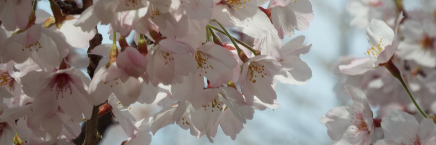 nametsubu's profile banner image