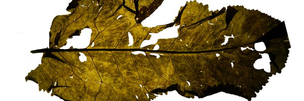 andante_artpage Profile Banner