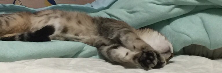 nyankyon's profile banner image
