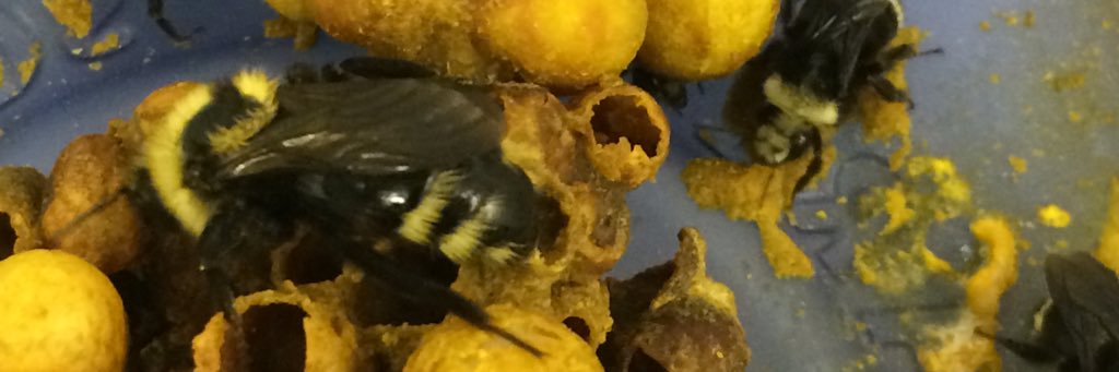 Patrick Lhomme banner