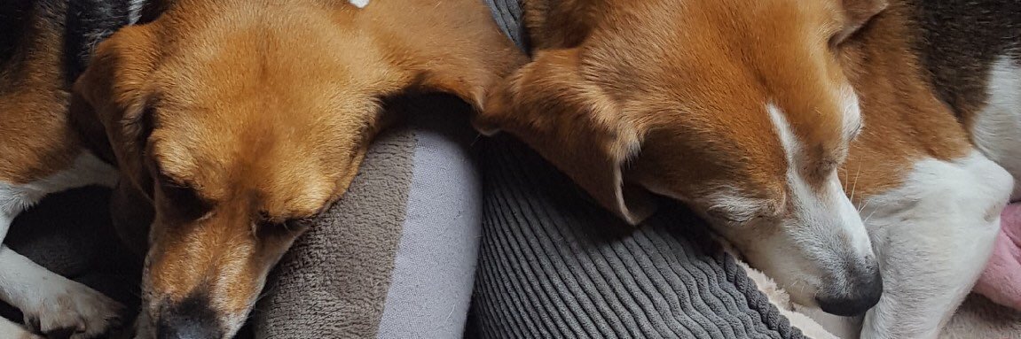 Linda Jacobson's banner