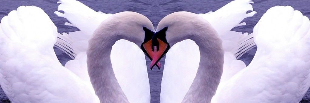 cisne30's profile banner image