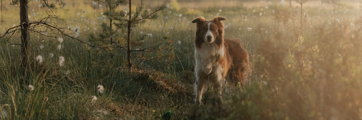 VigiPets.fr's banner