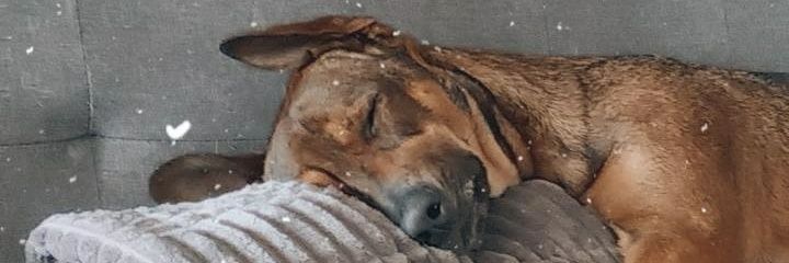 Zoeraida's profile banner image