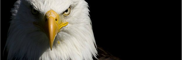 GramericanEagle's profile banner image