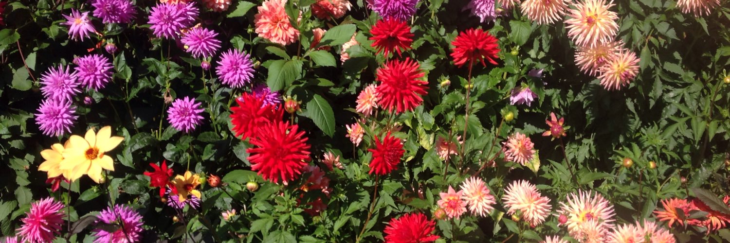 geraldinemccu's profile banner image
