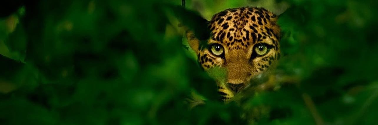 Comfiie🐆 banner