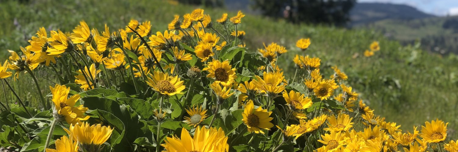 Julia Silverman banner