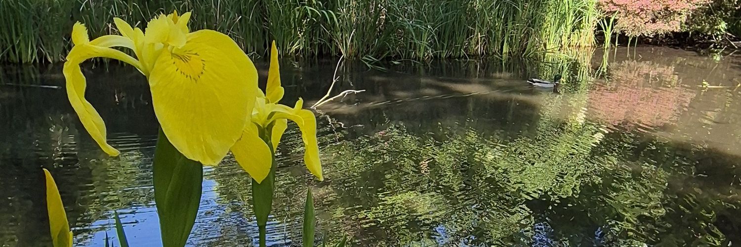 Ann Martin F banner