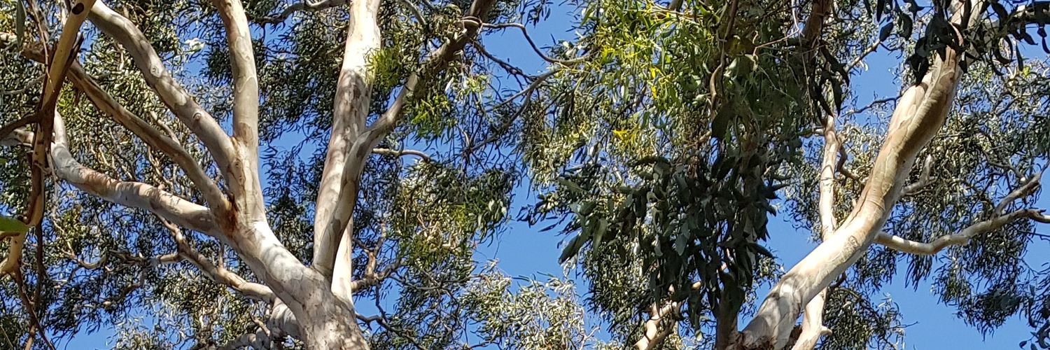 Julia Charlton ❄🏞🌿⛷👨‍👩‍👧‍👦👩‍⚕️ banner