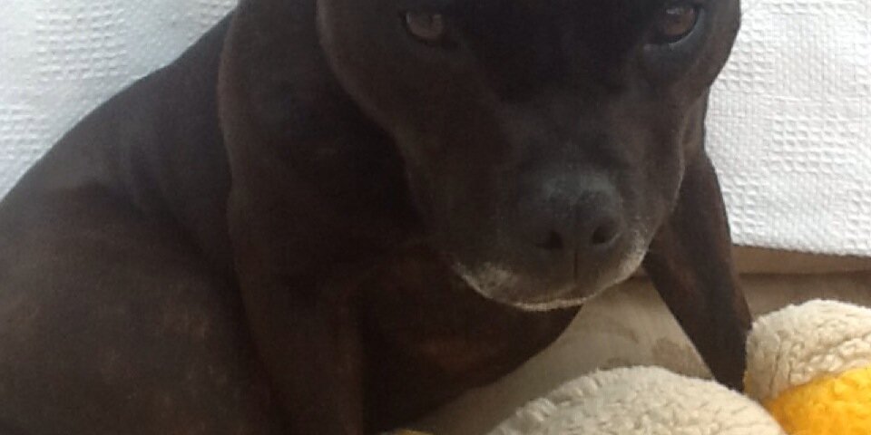 Angela Stuttard banner