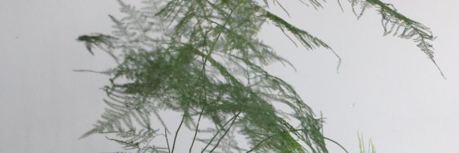 majorich's profile banner image
