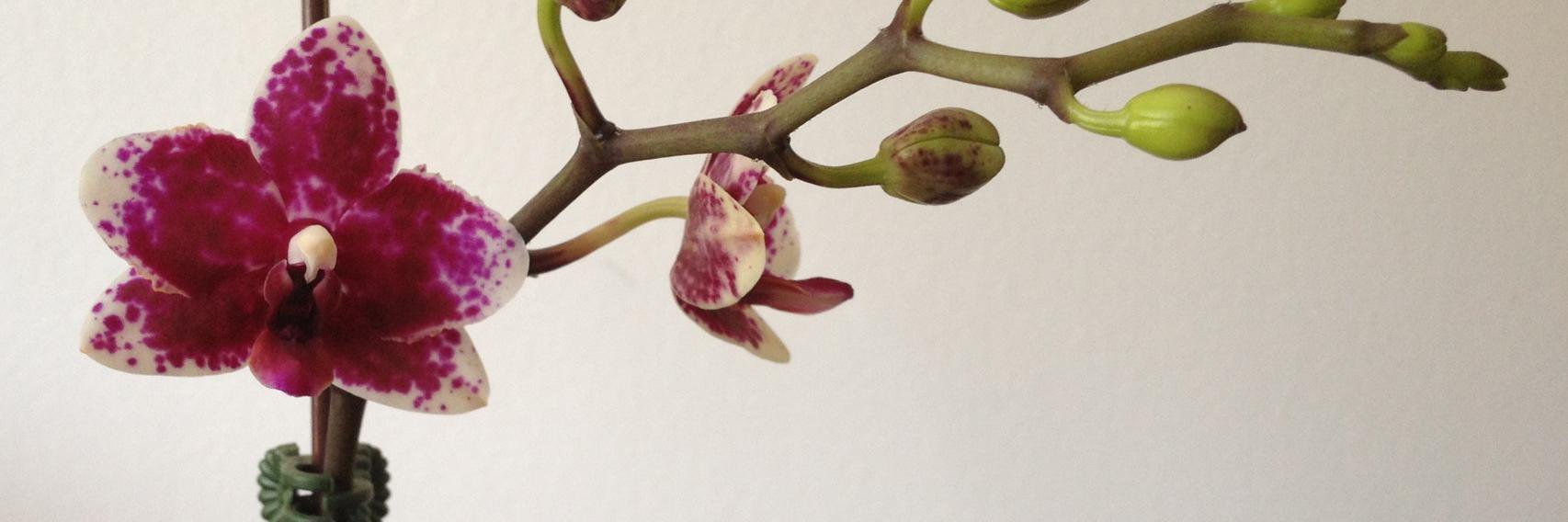 Cynthia McLean banner