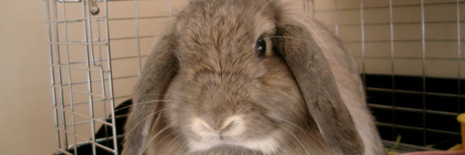 ぷちたまご🐇 banner