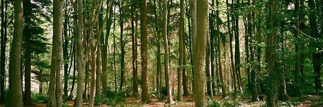 robbinhoodpot's profile banner image