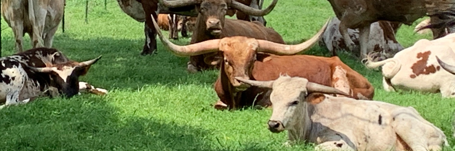 LonghornRN's profile banner image