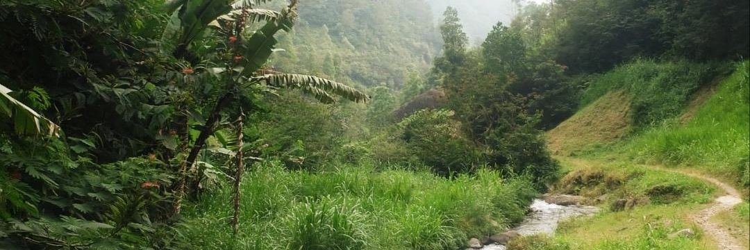 cottoncandy•° banner