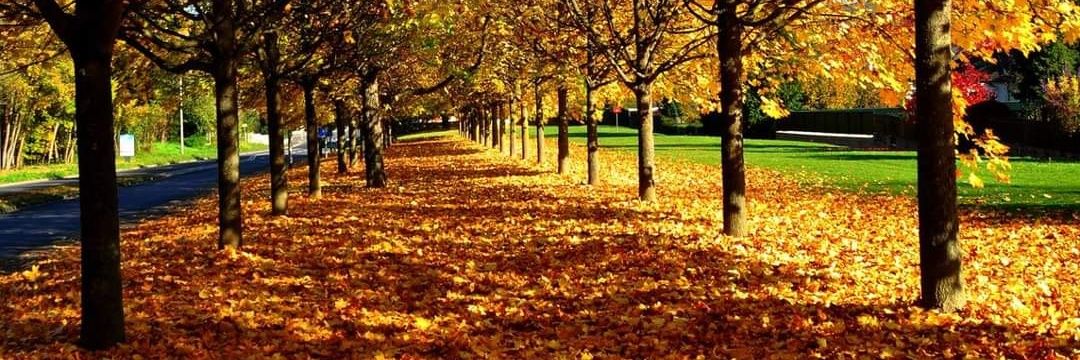 🌾célineb ⚘ banner