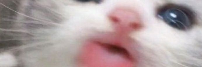 tante🌹 banner