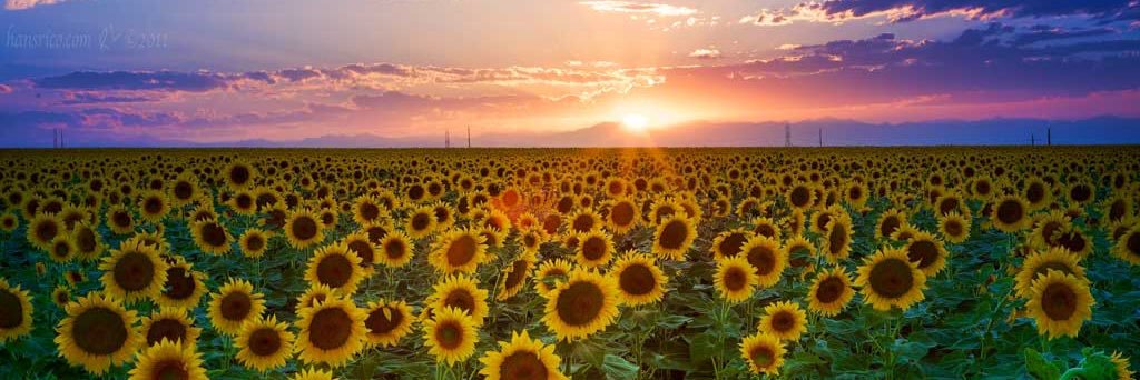 Jordan Bettiol banner