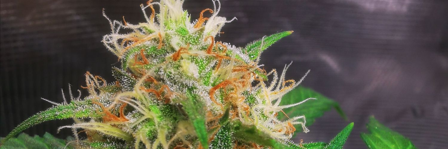 _sra_420's profile banner image