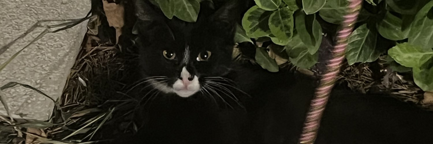 papaarr's profile banner image