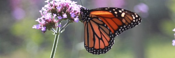 CherylBSchultz Profile Banner