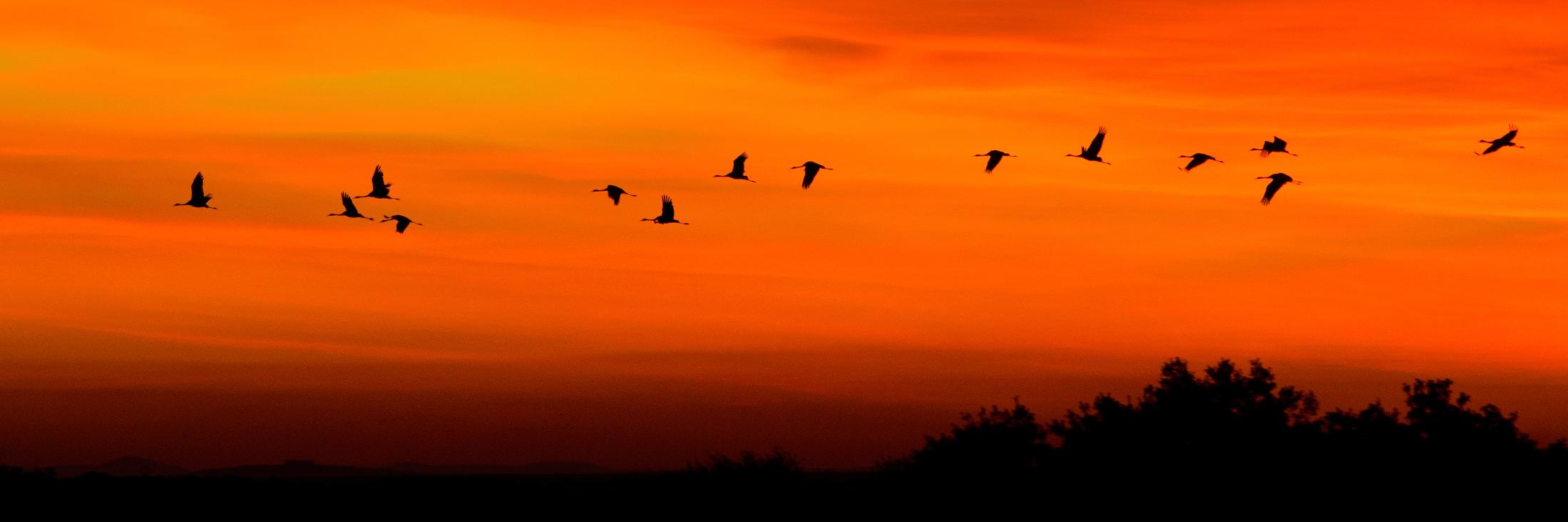 Birding Tarifa banner