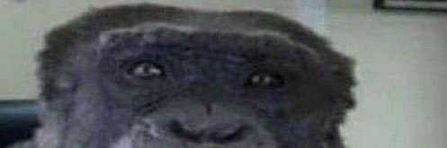 RealMonkeyOnX's profile banner image