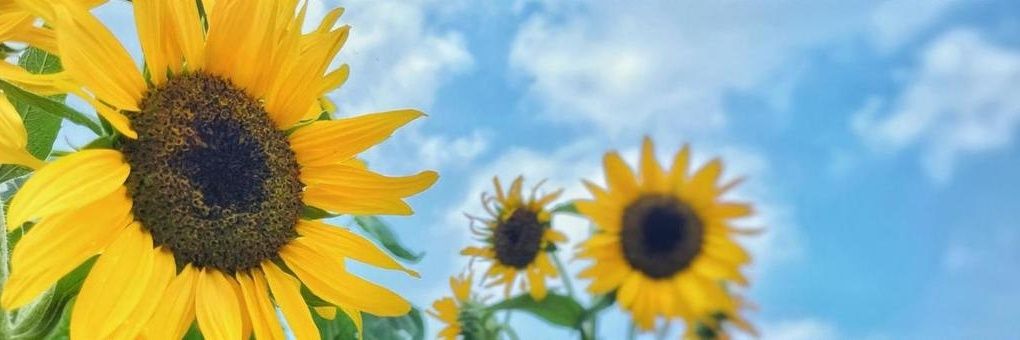 NRG Vin 》 🌕 banner