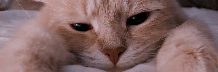Eva banner