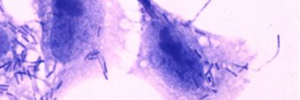 TonyMaurelli Profile Banner