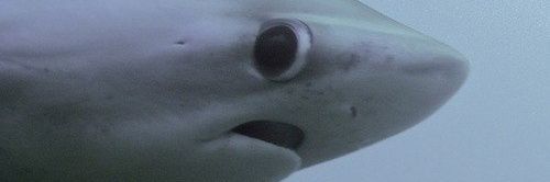 wanayowan's profile banner image