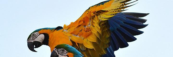 cocomarq219's profile banner image