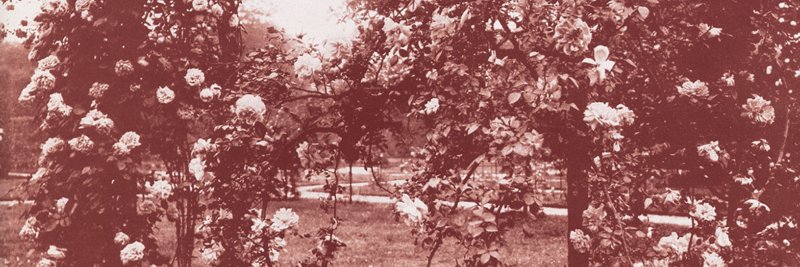 zachellin's profile banner image
