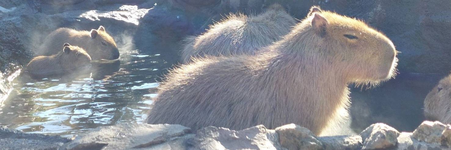 Kapi2onsen3's profile banner image