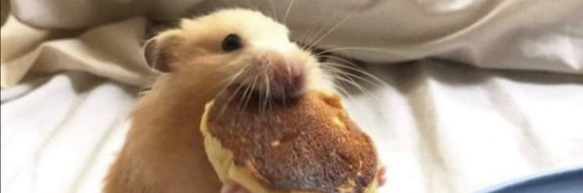 honey 🦭 banner