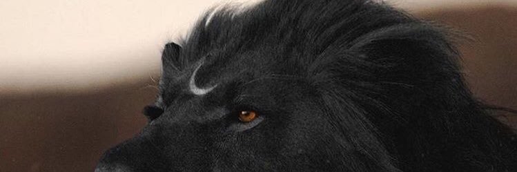 merv🌙 banner
