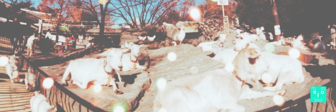 memofleet's banner