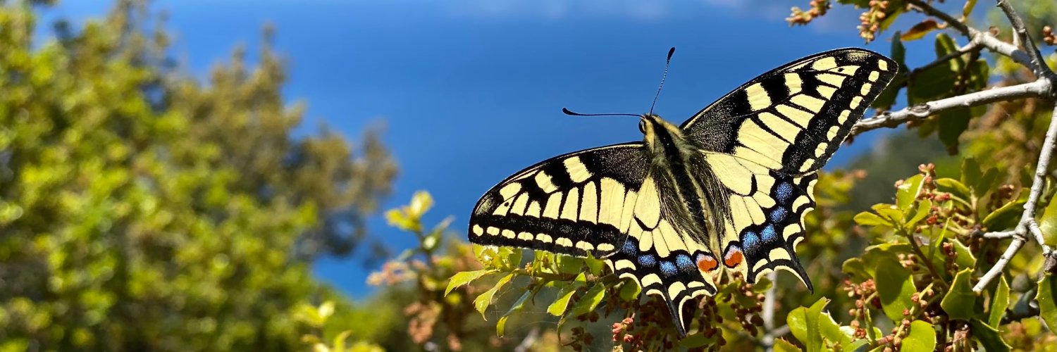 Corfu Butterfly Conservation banner