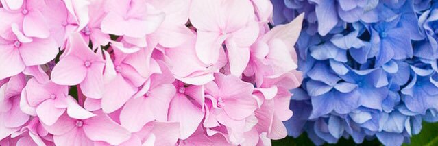 MacKenzieAPhoto's profile banner image
