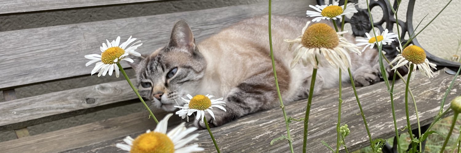 margot 🍉 banner