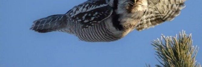 roxta71's profile banner image