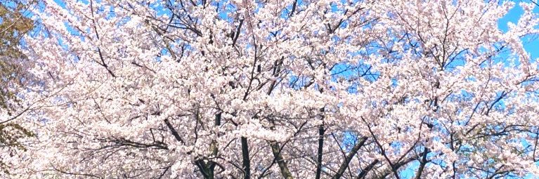 モフぐり🐾 banner